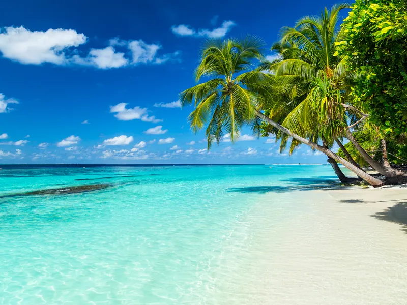 Palm trees leaning over a white sand beach and clear shallow water