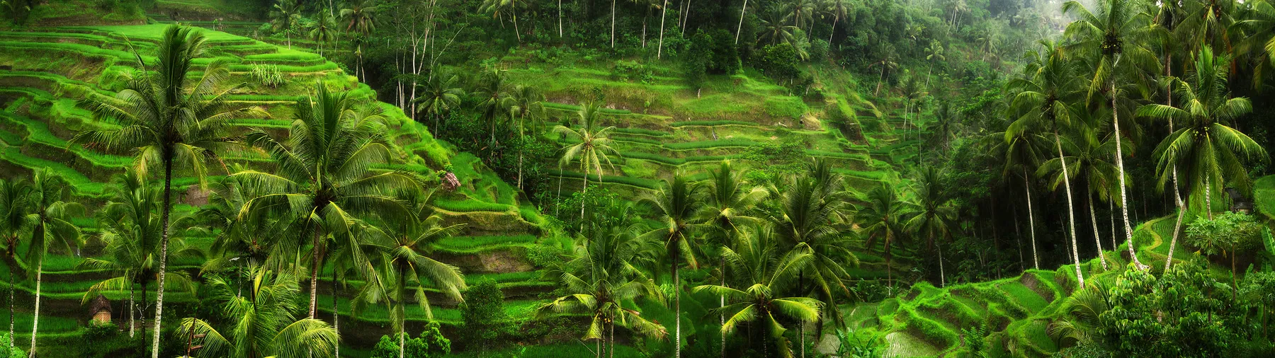 Terraced rice fields and palms filling a Balinese hillside