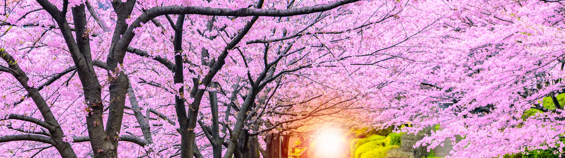 A path running beneath a tunnel of cherry blossom in full bloom