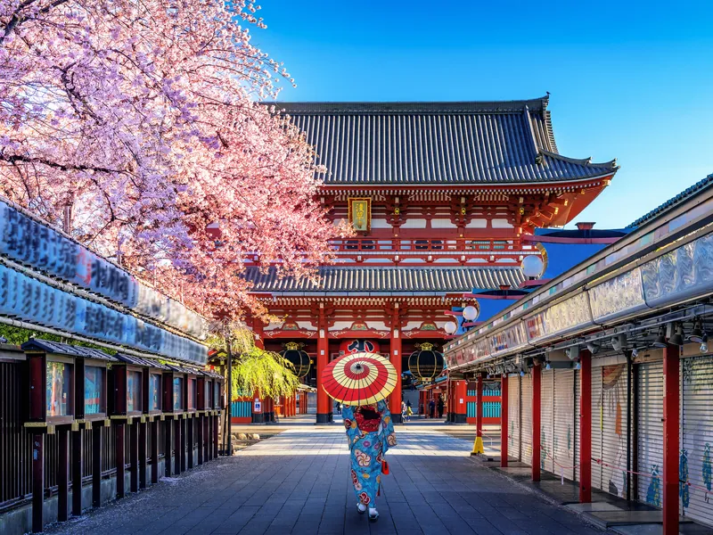 The approach to Senso-ji temple in Asakusa with blossom overhead