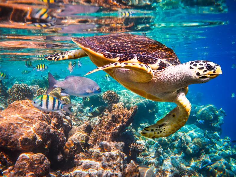 A hawksbill turtle swimming over coral with reef fish around it