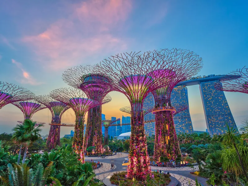 The Supertrees at dusk with Marina Bay Sands behind them