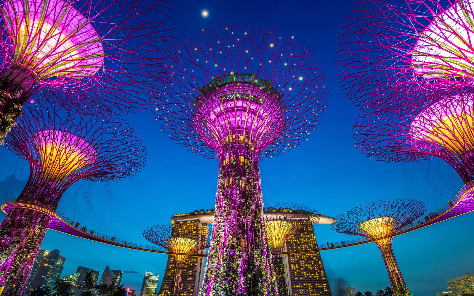 The Supertree Grove at Gardens by the Bay lit up against a blue evening sky