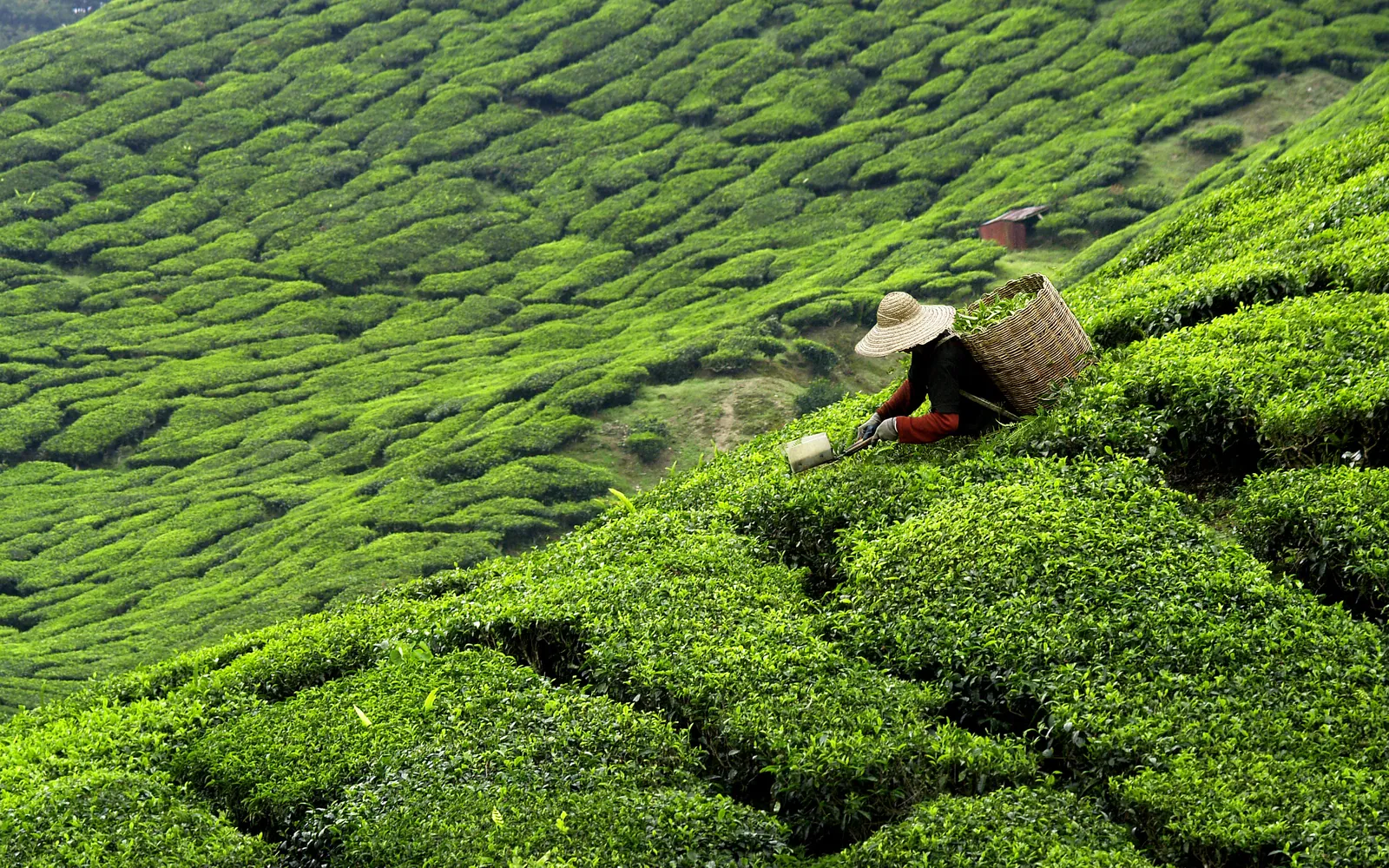 A tea picker working among bright green tea bushes on a hillside