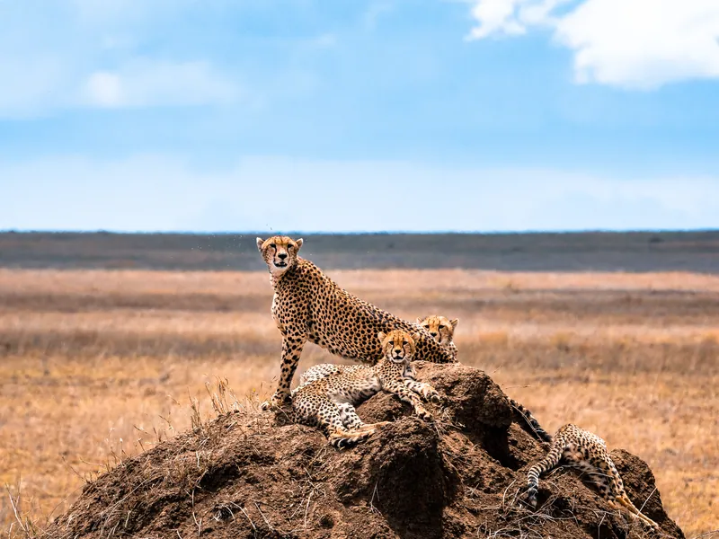 A cheetah and cub sitting on a termite mound in open grassland
