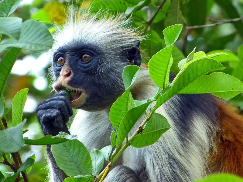 A red colobus monkey feeding in green foliage