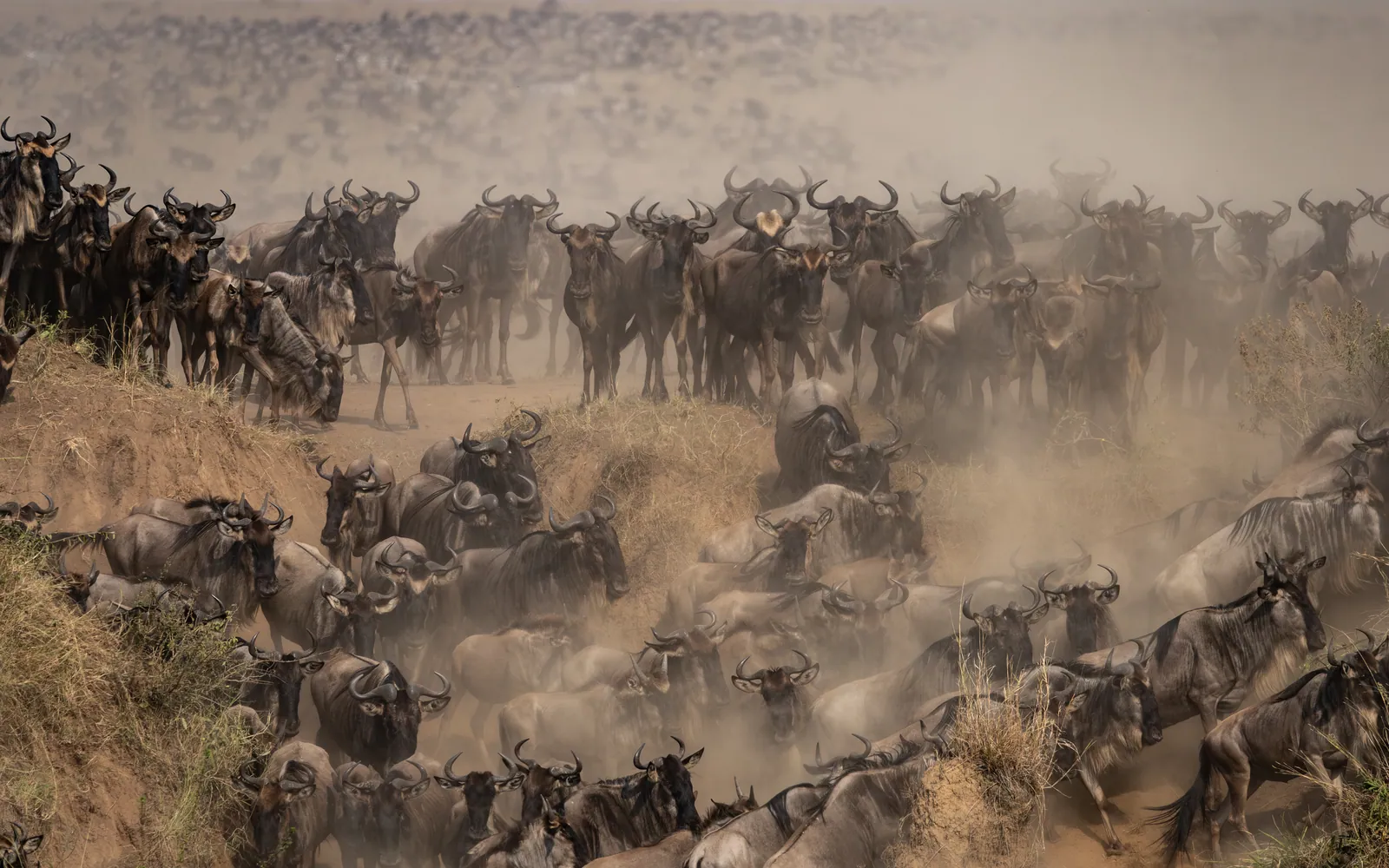 A vast herd of wildebeest moving across dusty open grassland