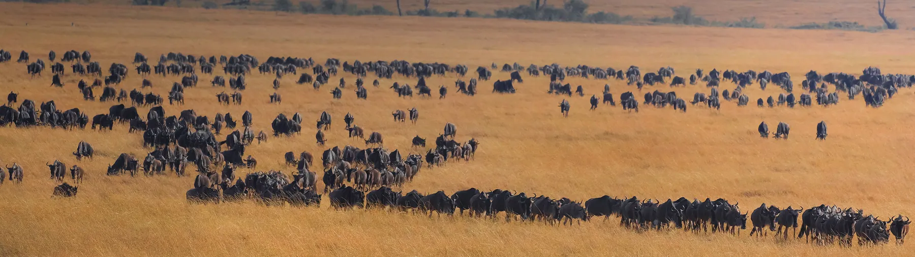 A long line of wildebeest strung out across open savannah