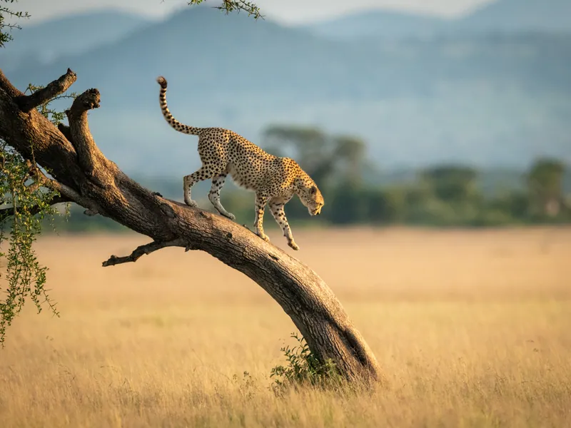 A leopard stretched along the branch of a tree in open savannah