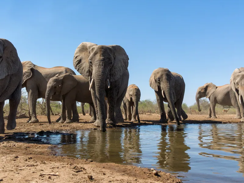 A herd of elephants gathered at a waterhole under a blue sky