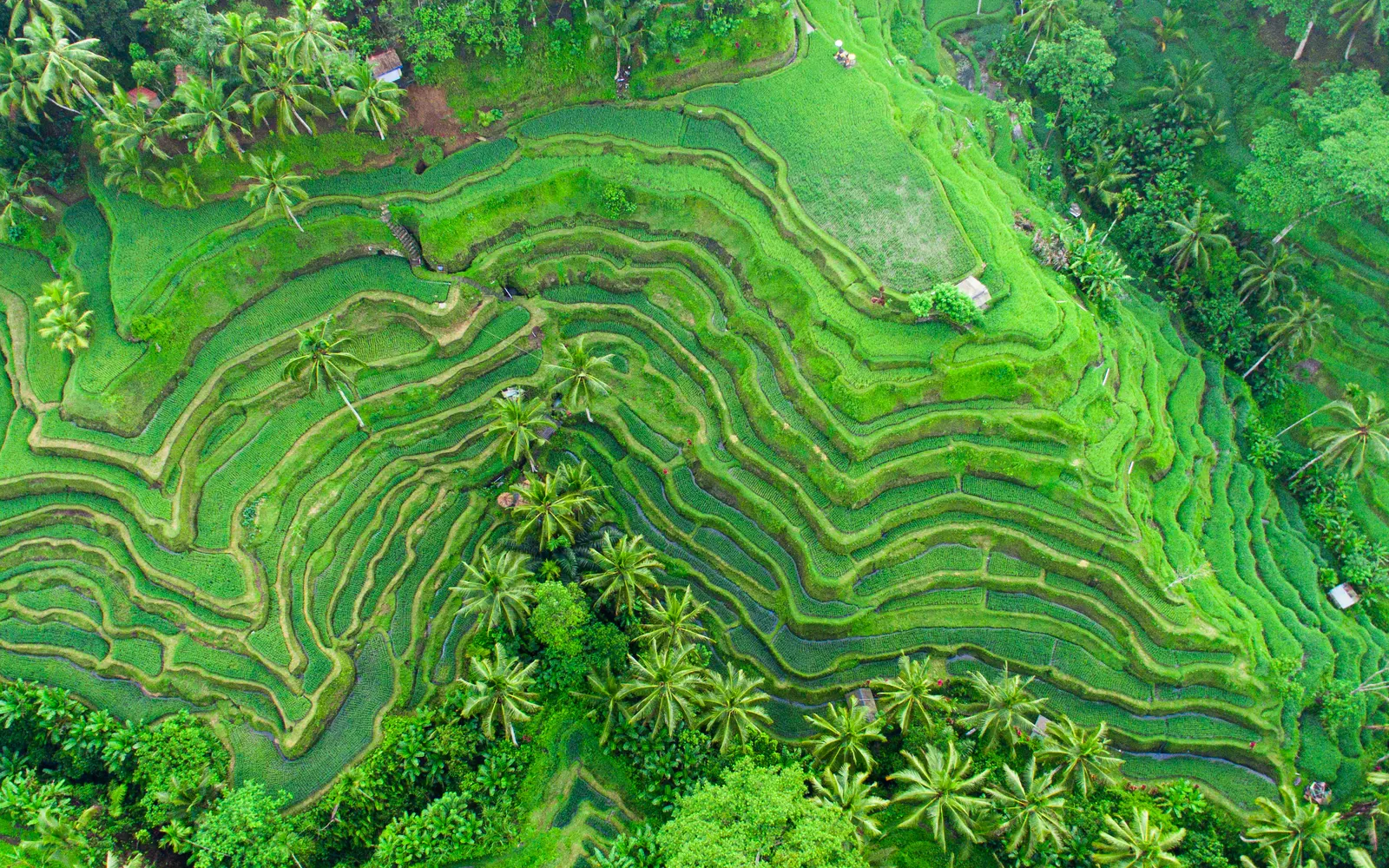Curved green rice terraces cut into a steep hillside seen from above
