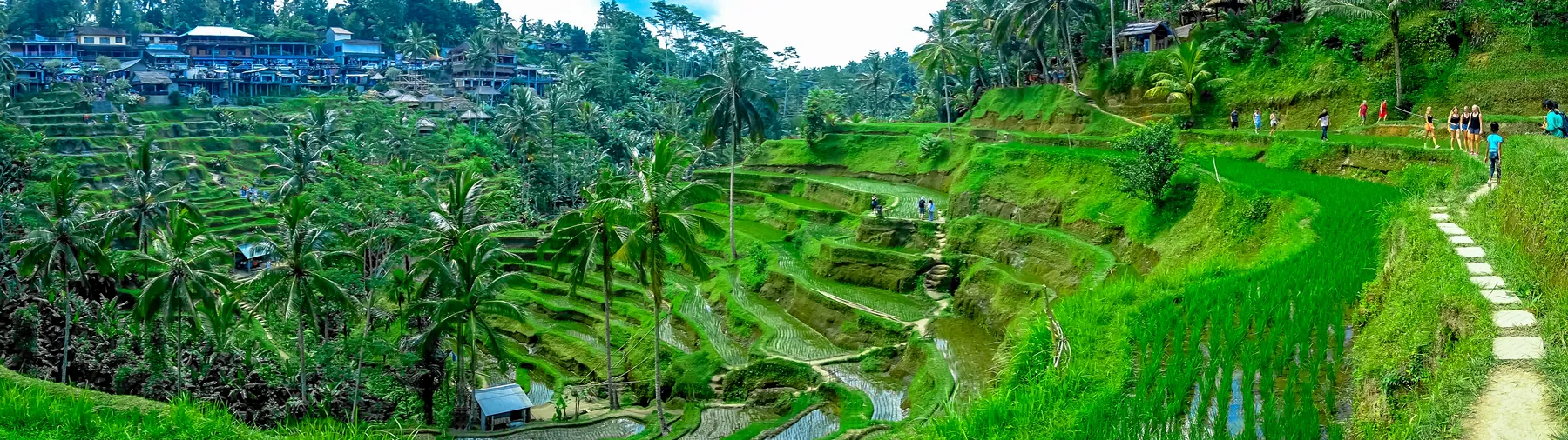 Wide terraced rice fields with palms running along a hillside