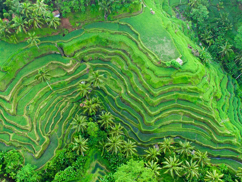 Green rice terraces stepping down a hillside